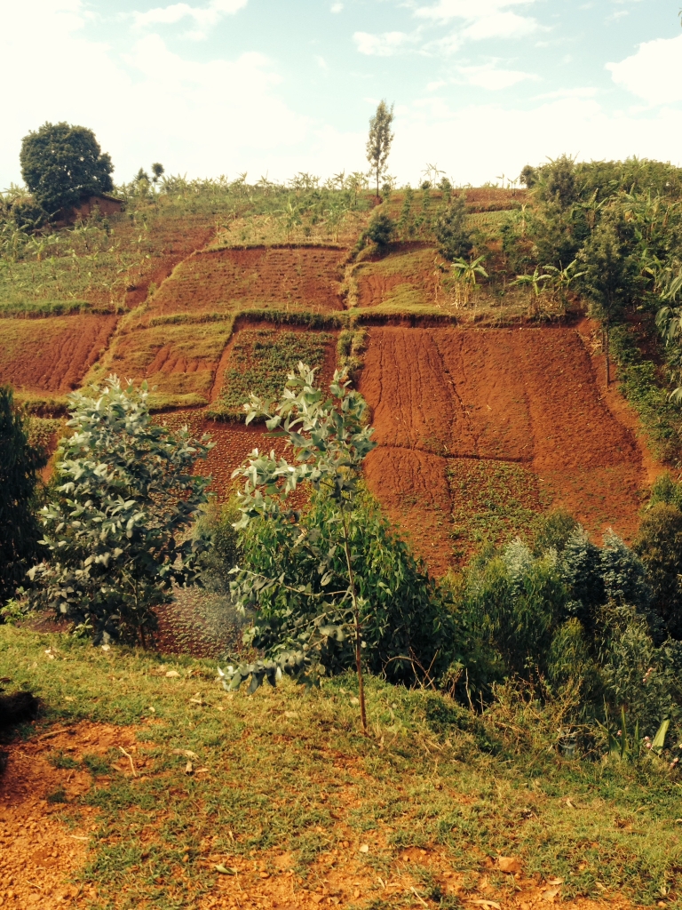 landsc